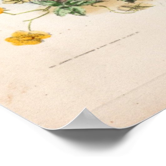 Botanische gravings, september poster (Hoek)