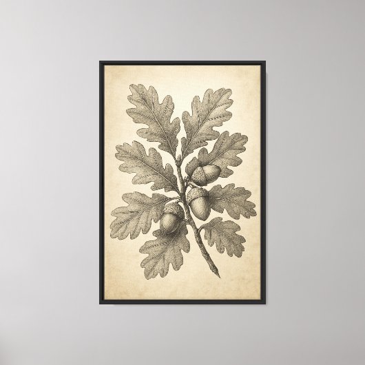 botanische gravure van eikenbladeren canvas afdruk (Voorkant)