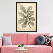 botanische gravure van eikenbladeren canvas afdruk (Insitu (Woonkamer))