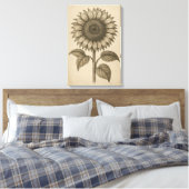botanische gravure van zonnebloemhoofd canvas afdruk (Insitu (Slaapkamer))
