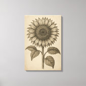  botanische gravure van zonnebloemhoofd canvas afdruk (Voorkant)