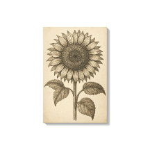 botanische gravure van zonnebloemhoofd