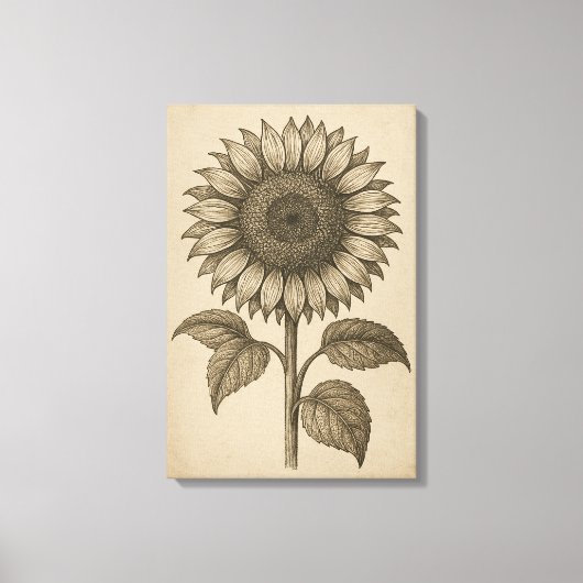 botanische gravure van zonnebloemhoofd canvas afdruk (Voorkant)