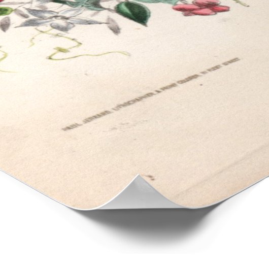 Botanische gravures, juli poster (Hoek)