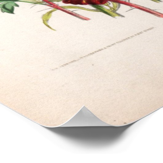 Botanische gravures, mei poster (Hoek)