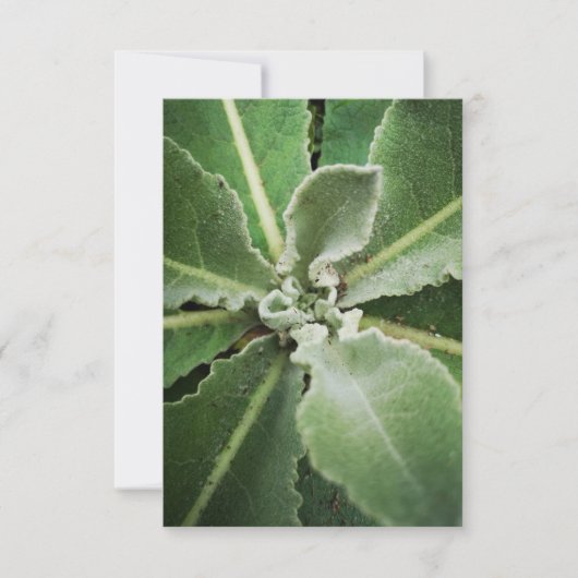 Botanische groene bladeren wenskaart kaart (Voorkant)
