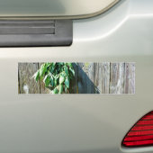 Botanische groene kruiden distressed houtnerf bumpersticker (Op auto)