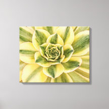 Botanische, groene Succulente foto op canvas