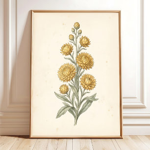 Botanische Helichrysum Vintage Kunstprint Poster