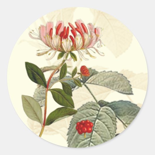  botanische Honeysuckle Montage Ronde Sticker (Voorkant)