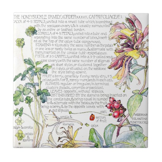 Botanische Honeysuckle Wilde bloemen Tile Tegeltje (Voorkant)