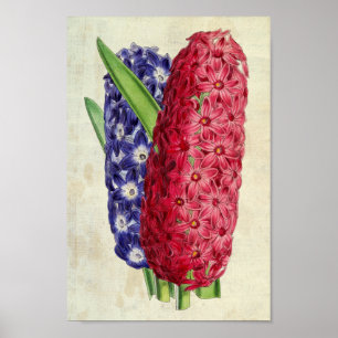  botanische huiduitslag en argus Oriental Hyacinth Poster