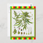  Botanische Illustratie, 1897 - A onkruid Briefkaart (Voorkant / Achterkant)