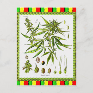  Botanische Illustratie, 1897 - A onkruid Briefkaart