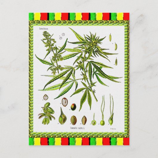  Botanische Illustratie, 1897 - A onkruid Briefkaart (Voorkant)