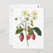Botanische illustratie aardbei briefkaart (Voorkant / Achterkant)