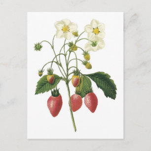 Botanische illustratie aardbei briefkaart