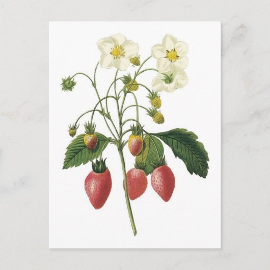 Botanische illustratie aardbei briefkaart (Voorkant)