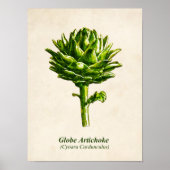  botanische illustratie, Artichoke Poster (Voorkant)
