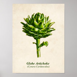  botanische illustratie, Artichoke Poster
