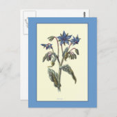 Botanische illustratie "borage" briefkaart (Voorkant / Achterkant)