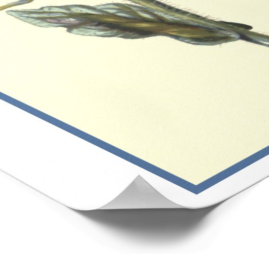 Botanische illustratie "borage" poster (Hoek)