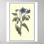 Botanische illustratie "borage" poster (Voorkant)