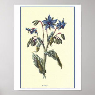 Botanische illustratie "borage" poster