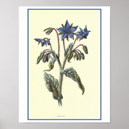 Botanische illustratie "borage" poster (Voorkant)