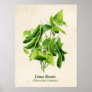  botanische illustratie, boterbonenwijn poster