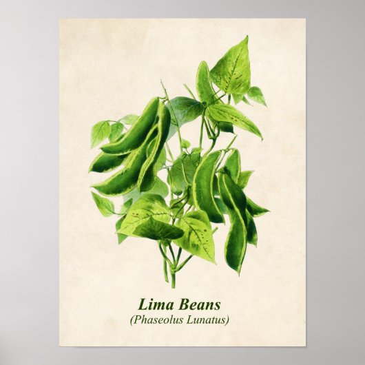  botanische illustratie, boterbonenwijn poster (Voorkant)