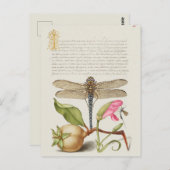  botanische illustratie briefkaart (Voorkant / Achterkant)