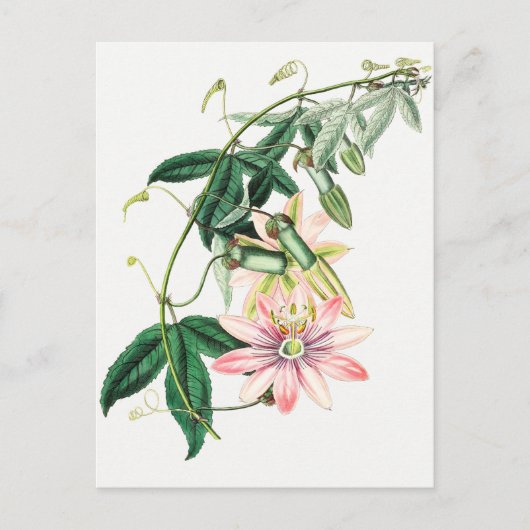  botanische illustratie briefkaart (Voorkant)