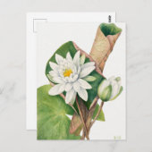  botanische illustratie briefkaart (Voorkant / Achterkant)