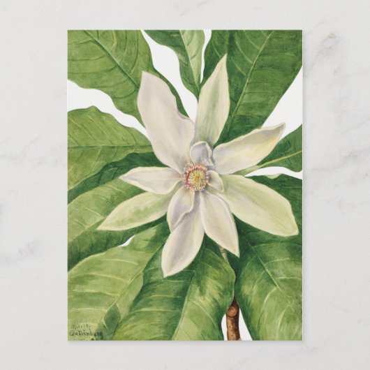 botanische illustratie briefkaart (Voorkant)