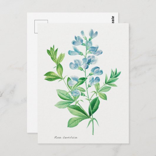  Botanische illustratie Briefkaart (Voorkant / Achterkant)