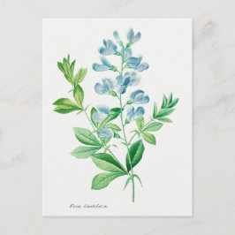 Botanische illustratie Briefkaart