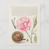  botanische illustratie briefkaart (Voorkant)