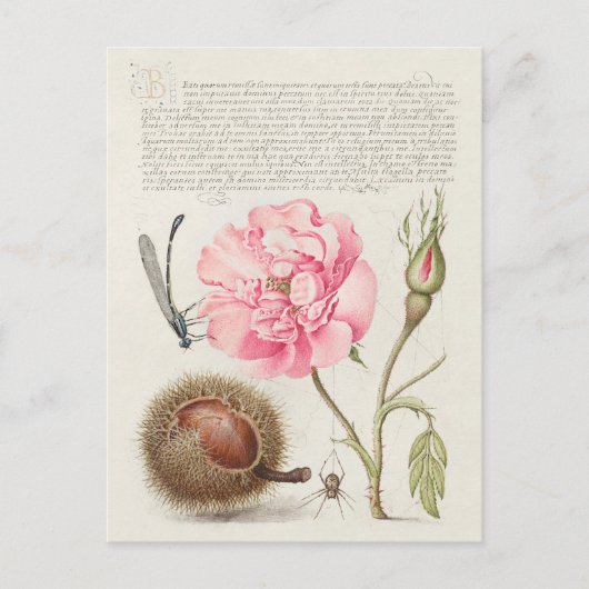  botanische illustratie briefkaart (Voorkant)
