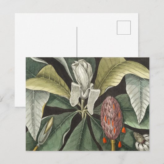  botanische illustratie briefkaart (Voorkant / Achterkant)