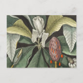  botanische illustratie briefkaart (Voorkant)