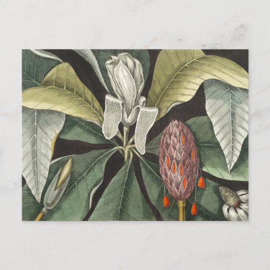  botanische illustratie briefkaart (Voorkant)