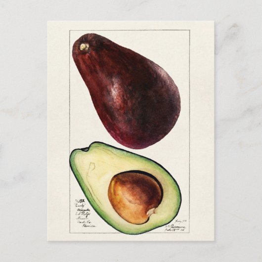  botanische illustratie briefkaart (Voorkant)