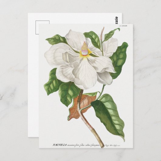 botanische illustratie briefkaart (Voorkant / Achterkant)