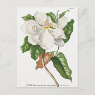 botanische illustratie briefkaart