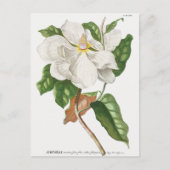 botanische illustratie briefkaart (Voorkant)
