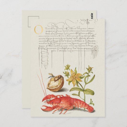  botanische illustratie briefkaart (Voorkant / Achterkant)