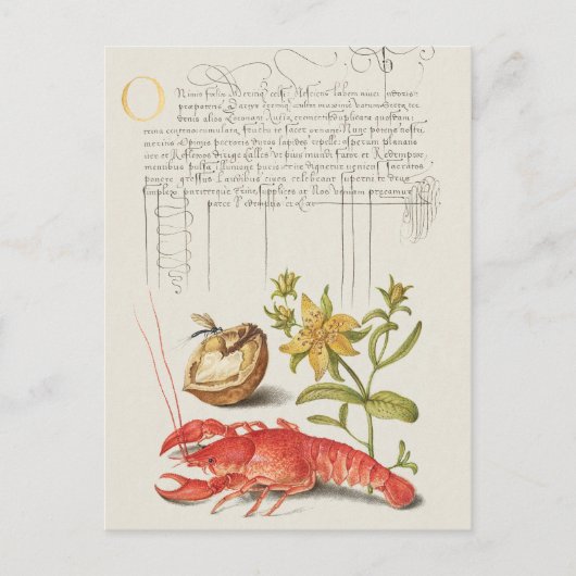  botanische illustratie briefkaart (Voorkant)