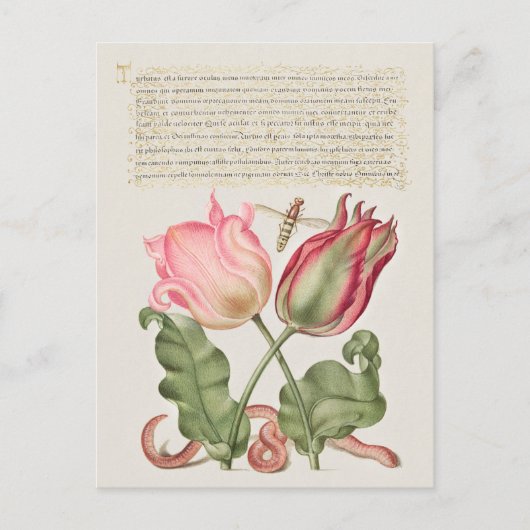 botanische illustratie briefkaart (Voorkant)