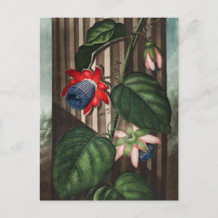 botanische illustratie briefkaart